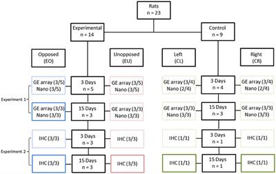 Increased Cell Proliferation and Gene Expression of Genes Related to Bone Remodeling, Cell Adhesion and Collagen Metabolism in the Periodontal Ligament of Unopposed Molars in Growing Rats